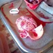 Патологоанатом группа в Моем Мире.