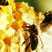 Я и мои пчёлы группа в Моем Мире.