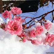 Снег и любовь группа в Моем Мире.