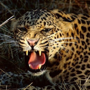 Анка Я on My World.