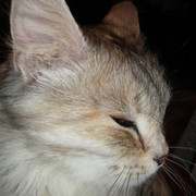 светлана шишкина on My World.