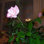 Светлана Елизарьева on My World.