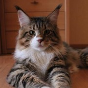Марина Михалевич on My World.