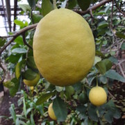 Лимонарий limon on My World.
