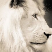 Constellation of the white Lion on My World.