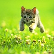 Котёнок НФ on My World.