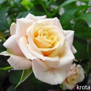 Луиза Магомедова on My World.