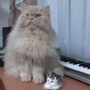 павел долинов on My World.