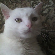 КОТ -  ПЁС on My World.